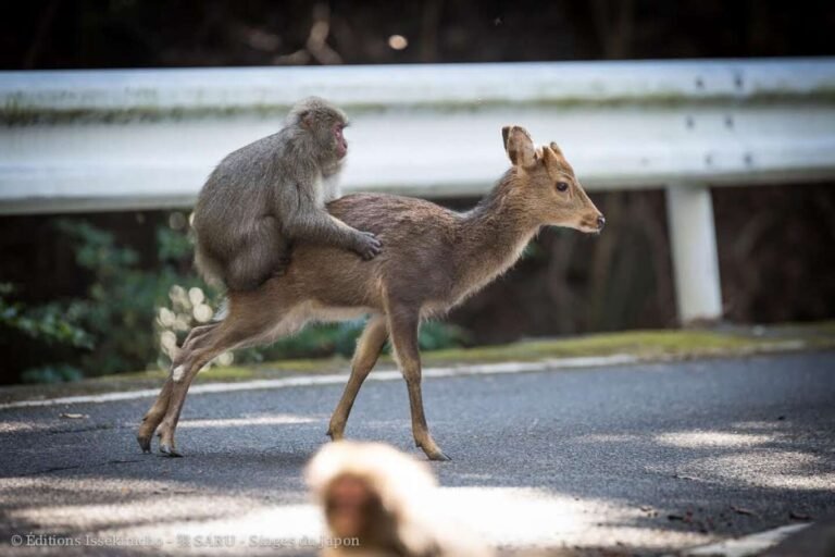 Co-culture entre espèces animales : un moteur de l’évolution