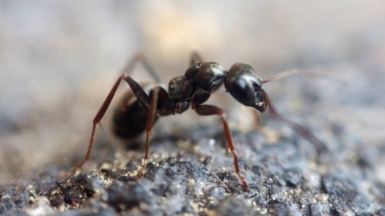 Les fourmis procèdent aussi à des amputations pour sauver des vies