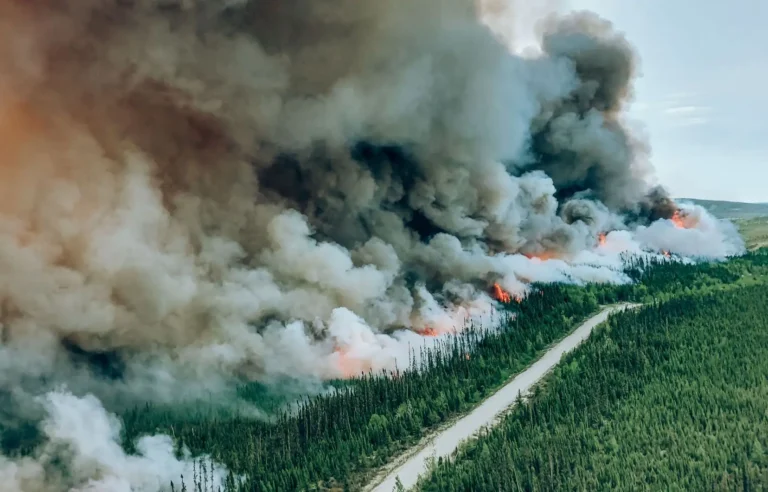 En 2023, le bilan de stockage du CO2 des puits de carbone terrestres est alarmant