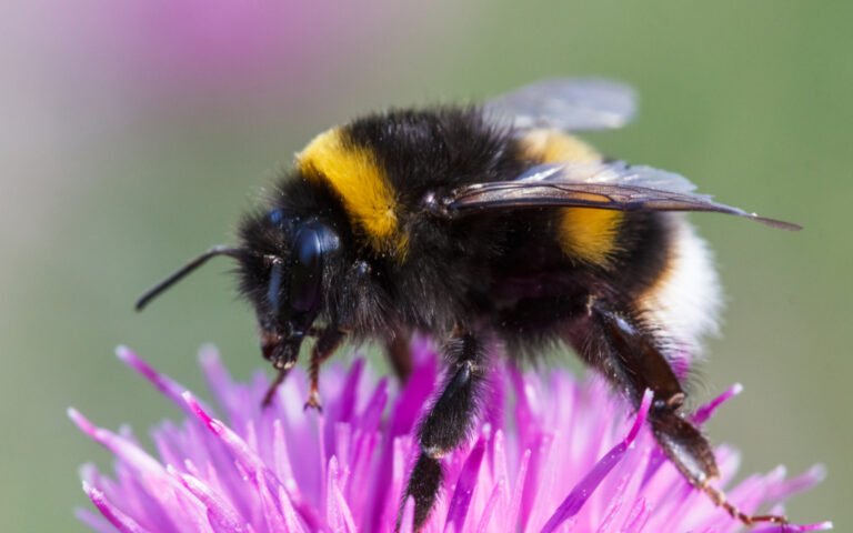 Avec les fortes chaleurs, les bourdons perdent leur capacité à sentir les odeurs florales