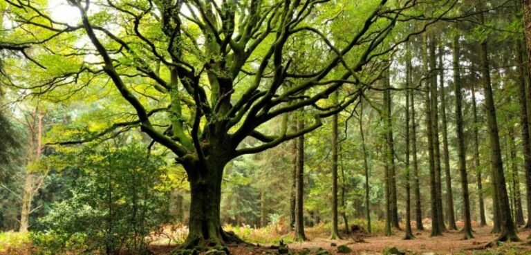 Une forêt française en expansion continue mais fortement touchée par la mortalité