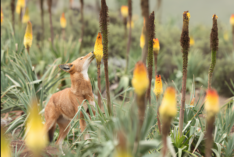 Des loups comme pollinisateurs ?