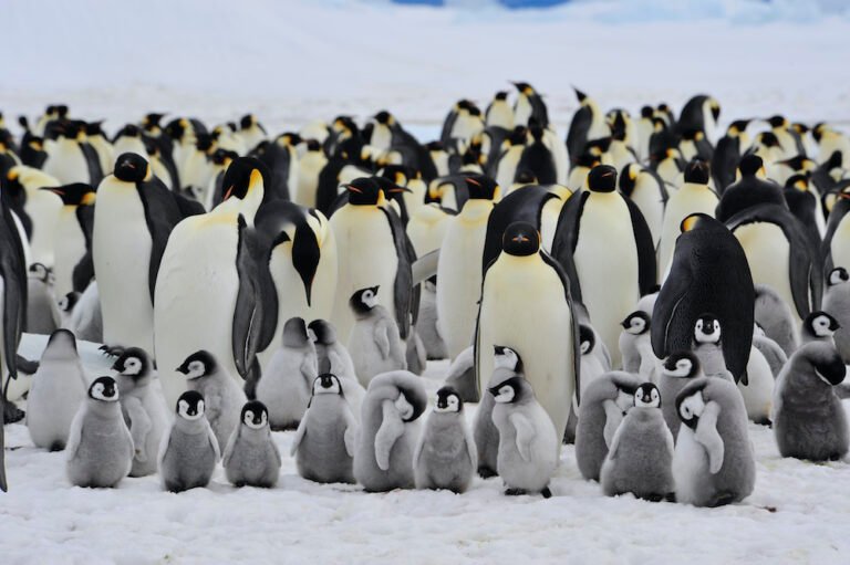 Manchots d'Antarctique : déféquer n'aura jamais eu autant de conséquences