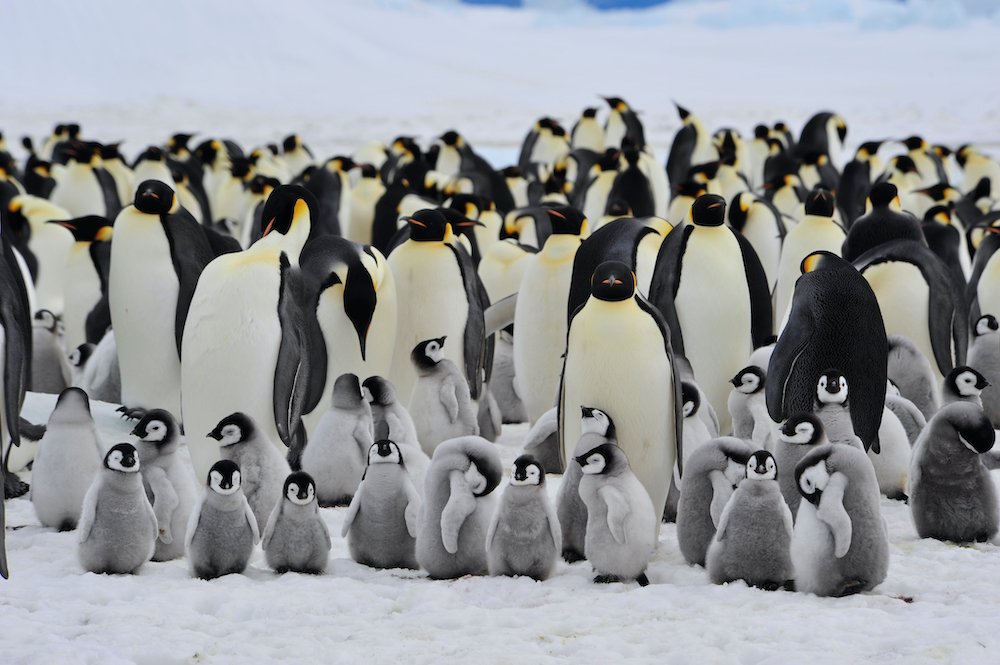 Manchots d’Antarctique : déféquer n’aura jamais eu autant de conséquences
