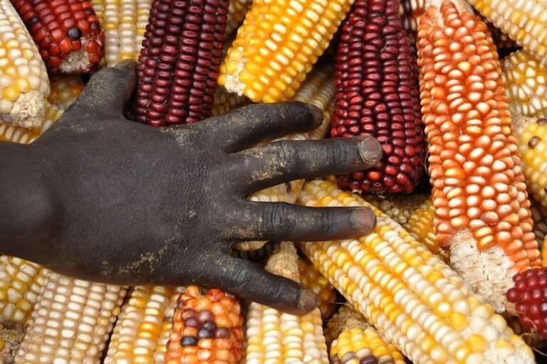Selon une étude, l’Afrique subsaharienne pourrait parvenir à une autosuffisance céréalière d’ici 2050