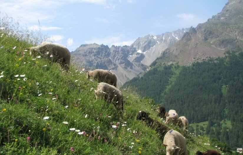 Dans les Alpes, l’agropastoralisme a considérablement dégradé les sols depuis 3 800 ans