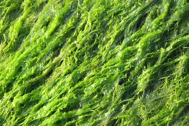Grâce à une protéine, photosynthèse et photorespiration peuvent coexister