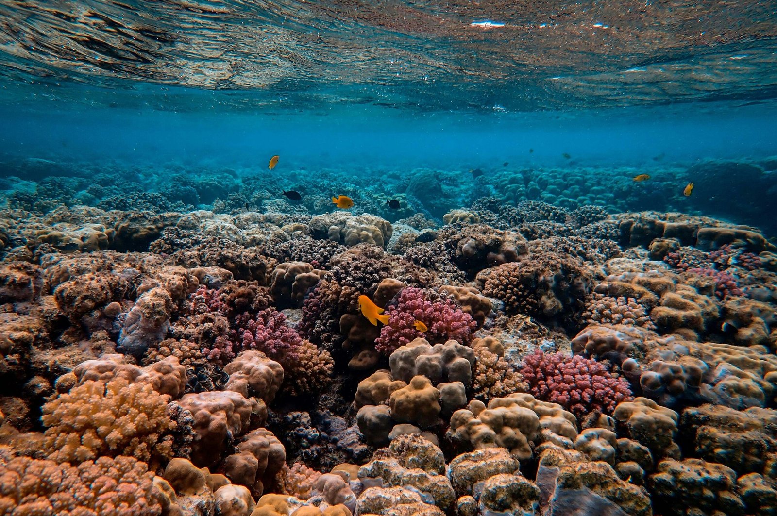 D’ici 2040, 70% des récifs coralliens de l’Atlantique occidental seront dans un état critique