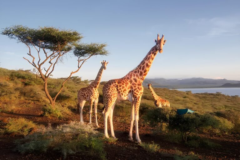 La girafe, jusqu’ici considérée comme unique, se répartit désormais en quatre espèces