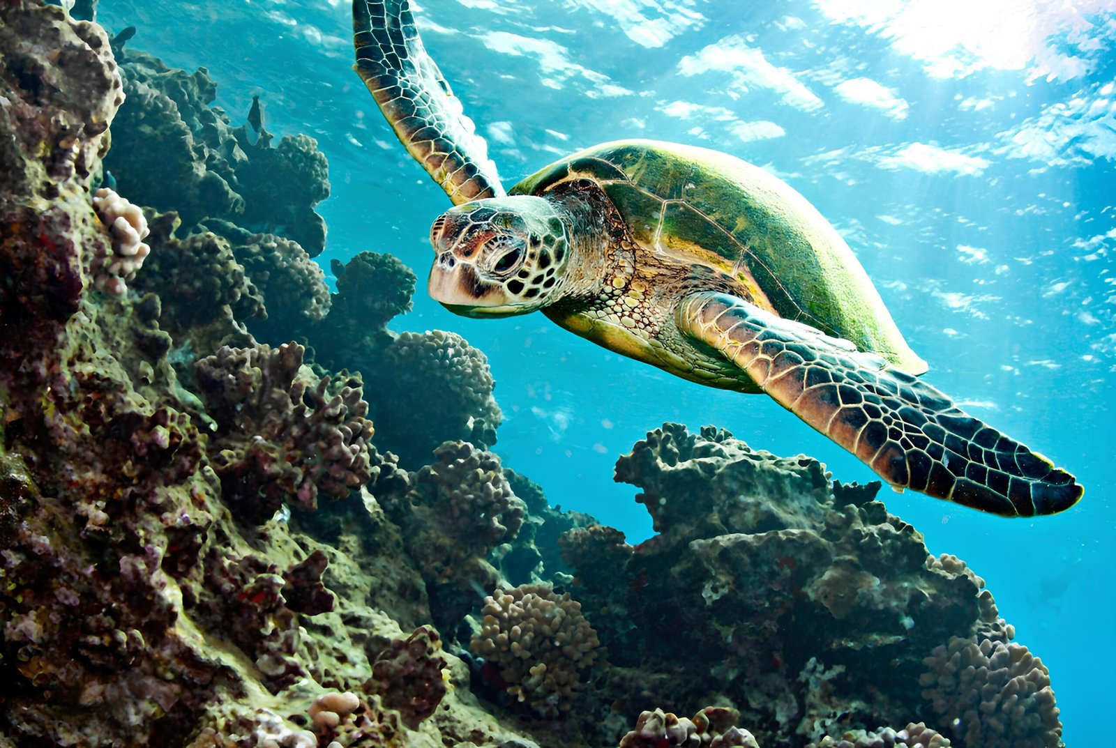 Alors que la tortue verte remonte la pente, les phoques, les oiseaux et les pollinisateurs sont de plus en plus menacés