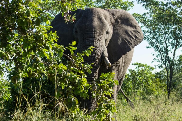 Depuis l’époque préindustrielle et coloniale, l’Afrique subsaharienne a perdu près d’un quart de ses populations animales et végétales