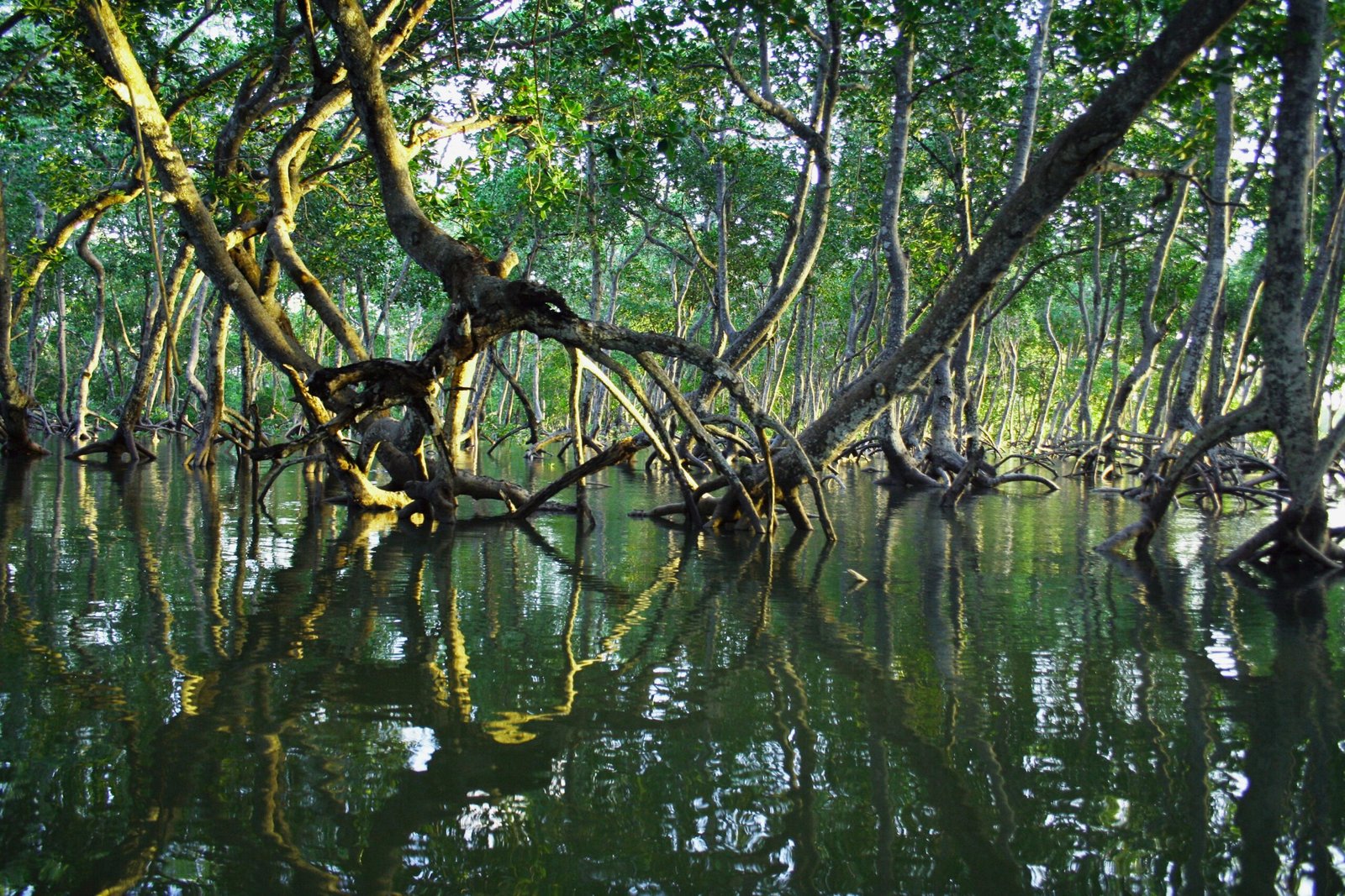 Un nouveau projet pour éclaircir le cycle du carbone des mangroves