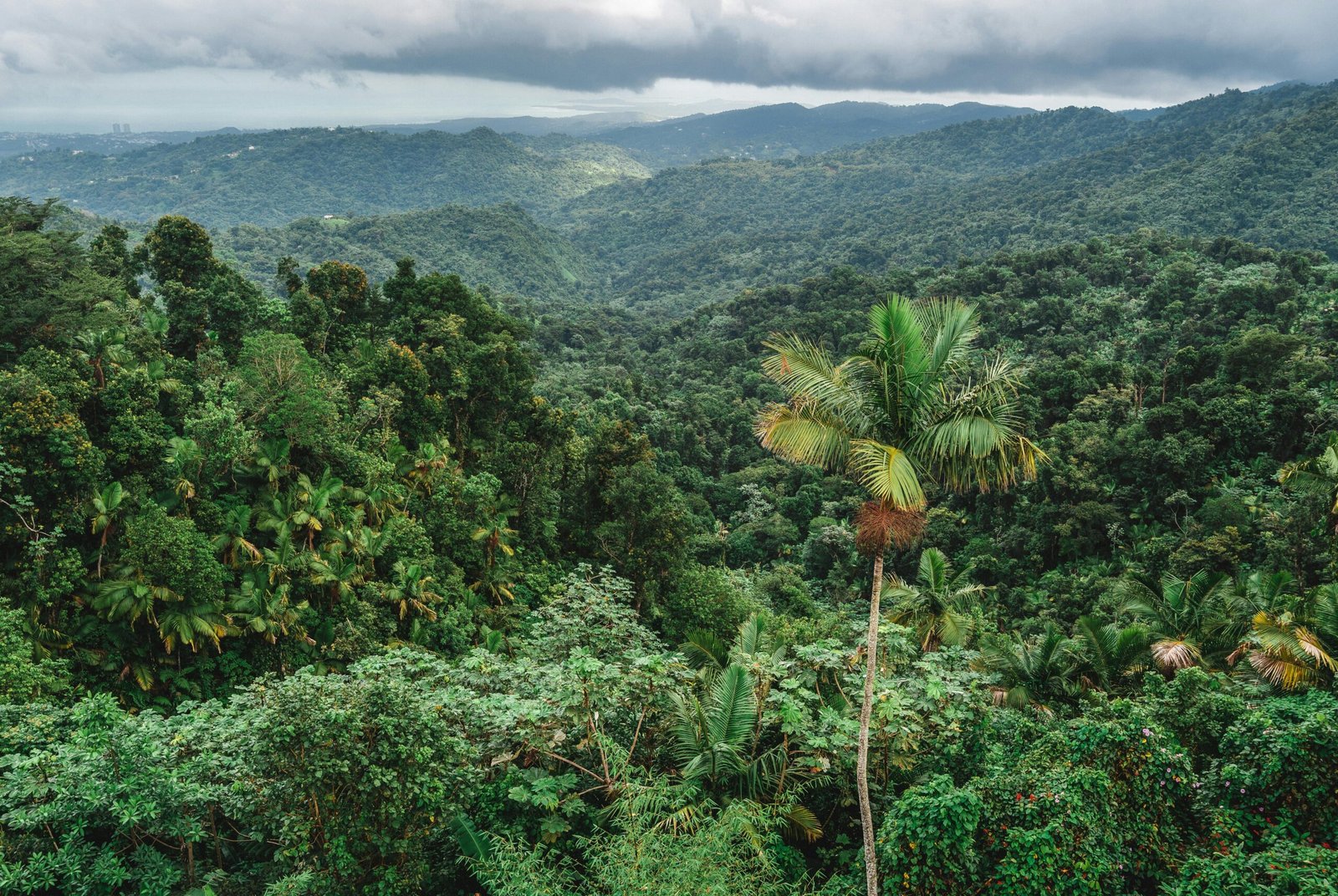 Même à petite échelle, la déforestation des forêts tropicales humides aggrave le réchauffement climatique
