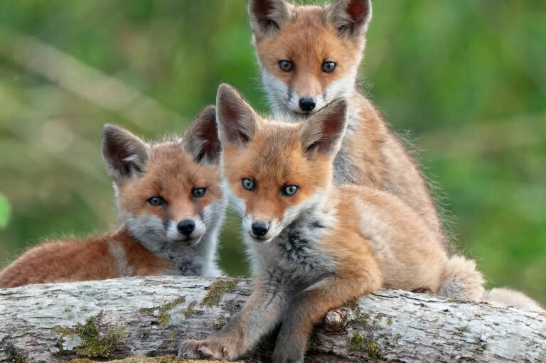 Renard, fouine, corneille… l’abattage de ces « nuisibles » est inefficace en France