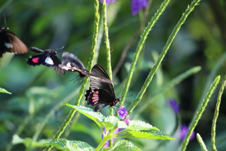 De nombreux insectes tropicaux approchent de leur seuil critique de résistance à la hausse des températures