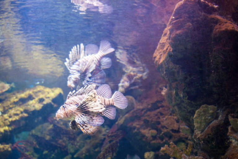 Biodiversité côtière : le rôle des espèces fondatrices quantifié pour la première fois